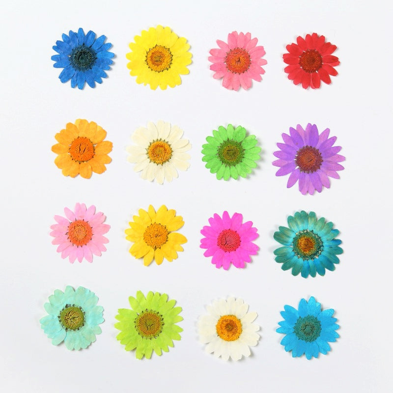 Dried Chrysanthemum Flower Embossed DIY Plant Specimen b