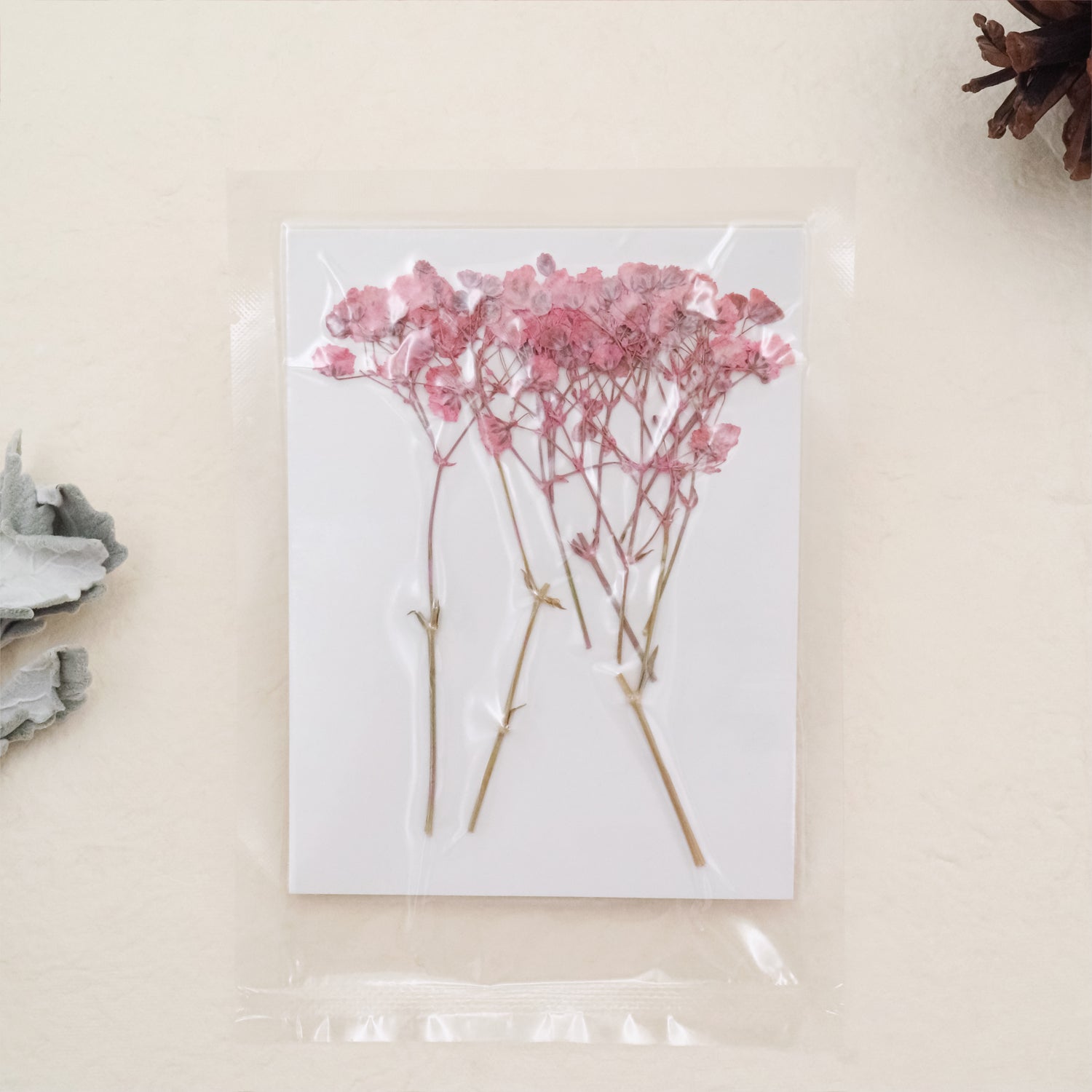 Stamprints Dried Pressed Baby's Breath-5